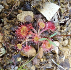 Drosera rotundifolia image