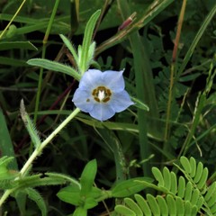 Trichodesma zeylanicum