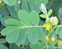 Senna uniflora