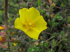 Cistus lasianthus alyssoides