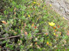 Cistus lasianthus alyssoides