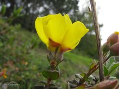 Cistus lasianthus alyssoides