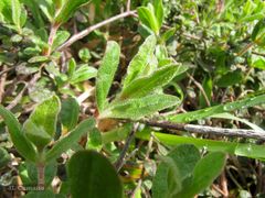 Cistus lasianthus alyssoides