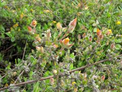 Cistus lasianthus alyssoides