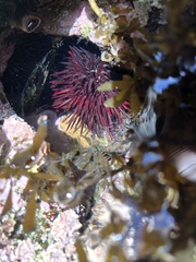 Strongylocentrotidae