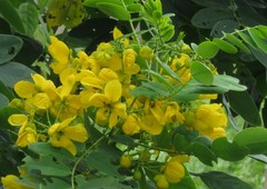 Senna surattensis