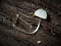 Mycena pitereka