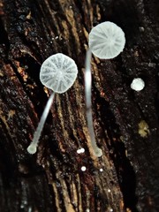 Mycena pitereka