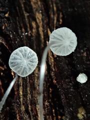 Mycena pitereka