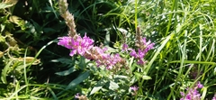 Lythrum salicaria