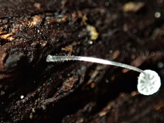 Mycena pitereka