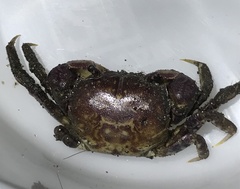 Pseudohelice subquadrata