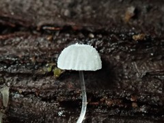 Mycena pitereka