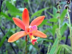 Bletia coccinea