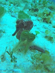 Hippocampus reidi