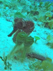 Hippocampus reidi