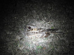 Caprimulgus asiaticus