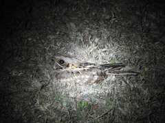 Caprimulgus asiaticus