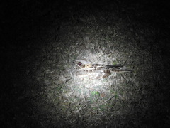 Caprimulgus asiaticus