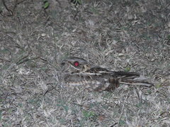 Caprimulgus asiaticus