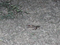 Caprimulgus asiaticus