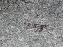 Caprimulgus asiaticus