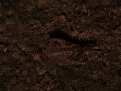 Caprimulgus asiaticus