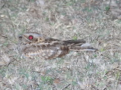 Caprimulgus asiaticus