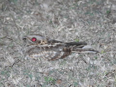 Caprimulgus asiaticus