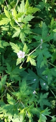 Geranium sibiricum