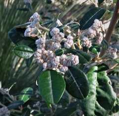 Spyridium globulosum