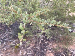 Acacia brachybotrya