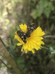 Schinia cardui