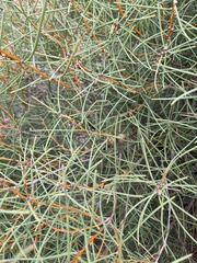 Hakea mitchellii
