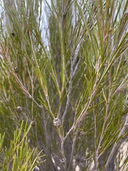 Melaleuca uncinata