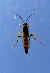 Ichneumon xanthorius