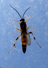 Ichneumon xanthorius