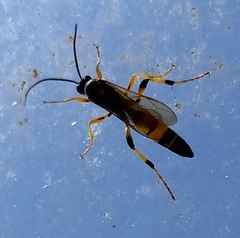 Ichneumon xanthorius