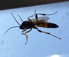 Ichneumon xanthorius