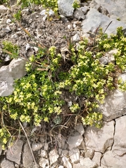 Galium magellense