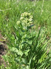 Lepidium draba