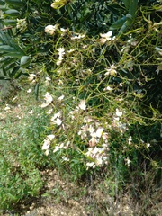 Styphnolobium