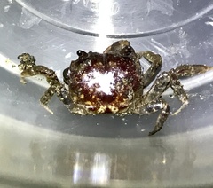 Pseudohelice subquadrata