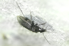 Chlaenius alutaceus