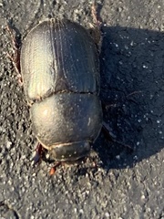 Euetheola
