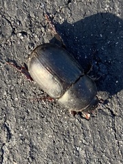 Euetheola