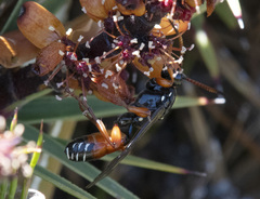 Ichneumon promissorius