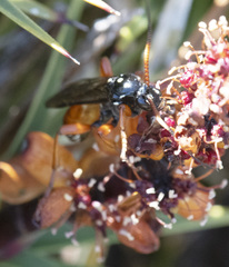 Ichneumon promissorius