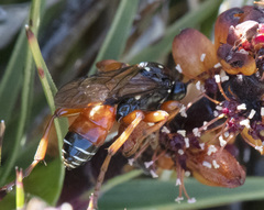 Ichneumon promissorius