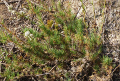 Gypsophila struthium